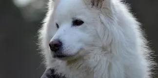 Tala