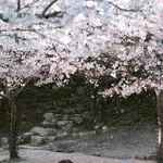 Japan's