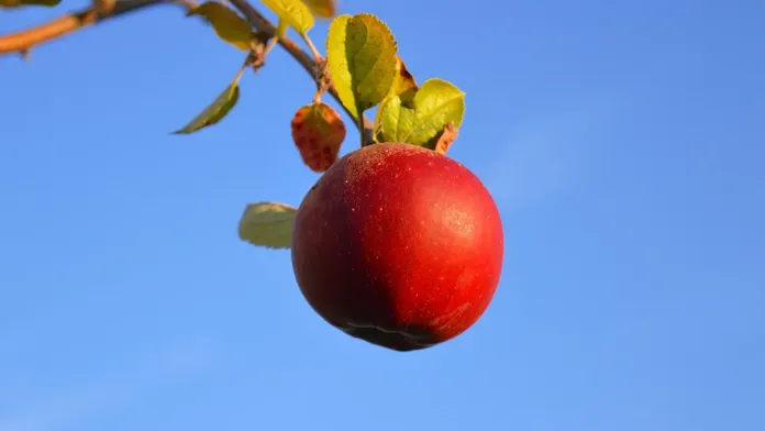apple