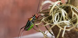 CRICKET