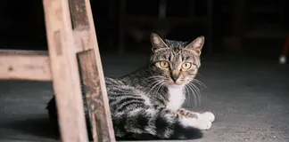 PetMedix