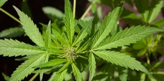 Eaze Offers Cannabis Products Delivery On The App Store