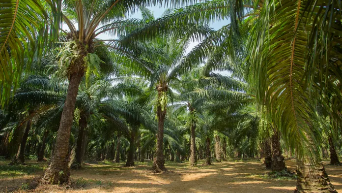 cid47234_palm-trees_1200x675 Illustration of Palm Plantation